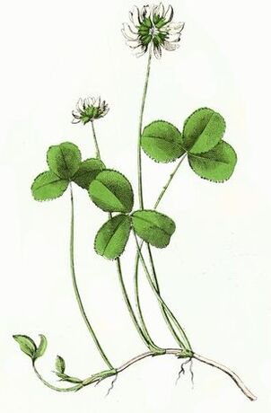 detelja